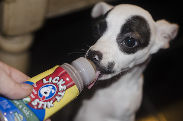 dog with Lickety Stix