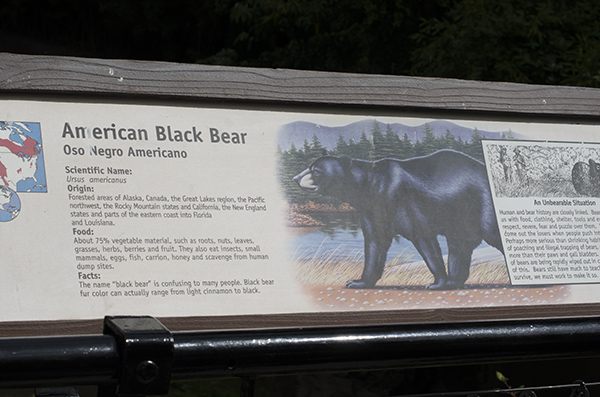 American Black Bear - Los Angeles Zoo