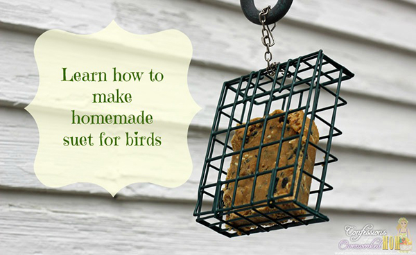 Make homemade suet for birds