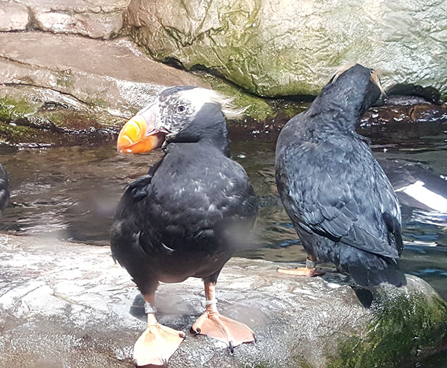 Tufted puffins at Monterey Bay Aquarium