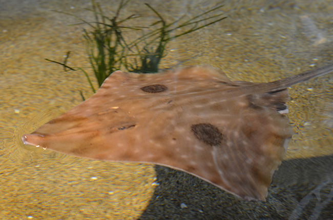 Bat Ray at Monterey Bay Aquarium