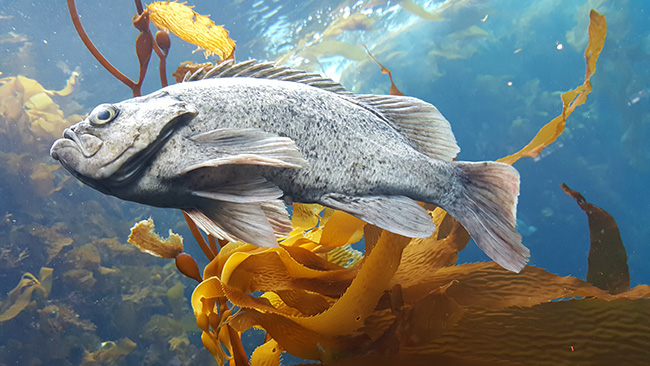 Fish at Monterey Bay Aquarium