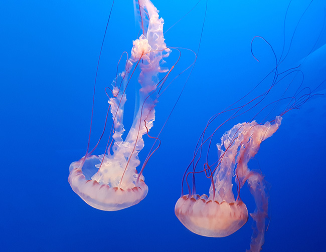 Purple striped jellyfish at Monterey Bay Aquarium