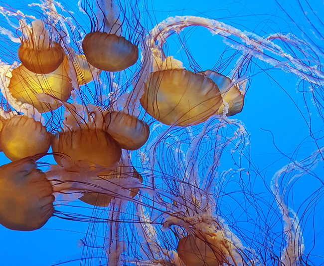 Sea Nettle at Monterey Bay Aquarium