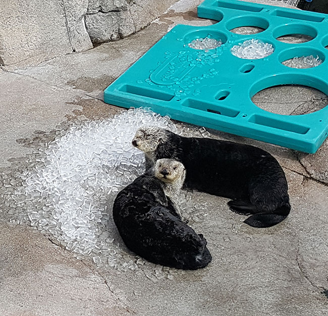 Sea Otters at Monterey Bay Aquarium