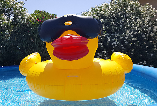 Derby Duck In Pool