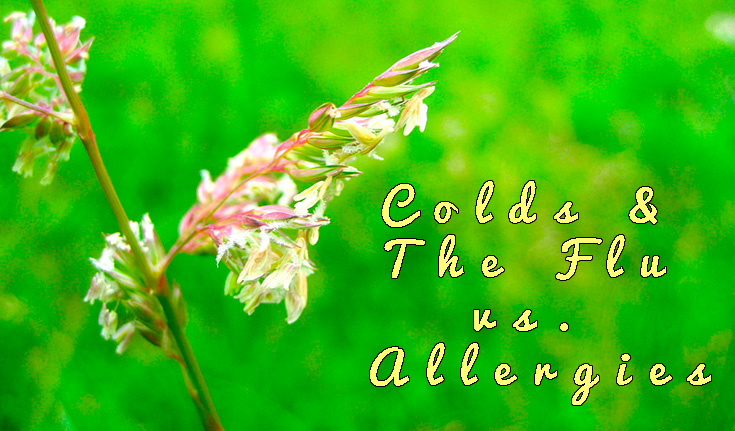 Colds & The Flu vs. Allergies