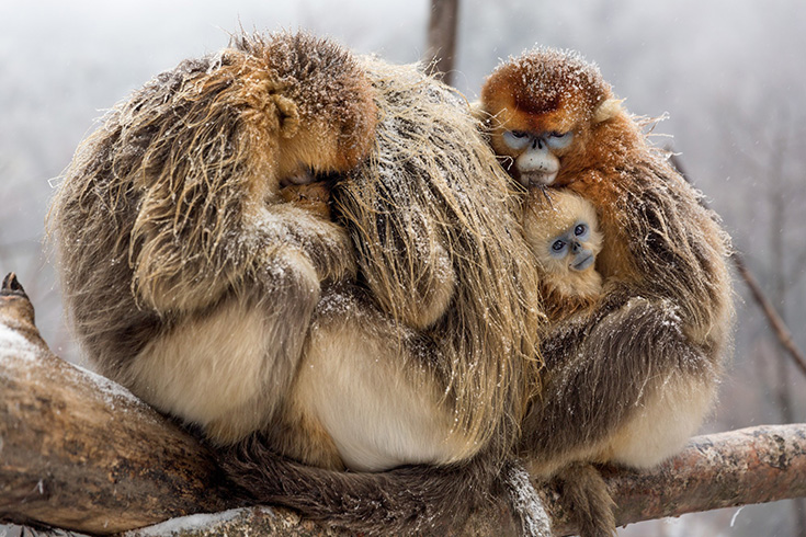 Born In China - Golden Monkey Family