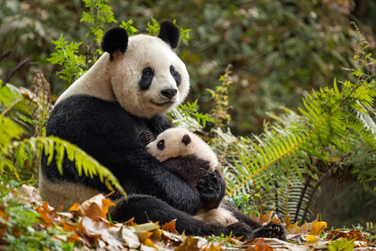 Born In China Panda Family