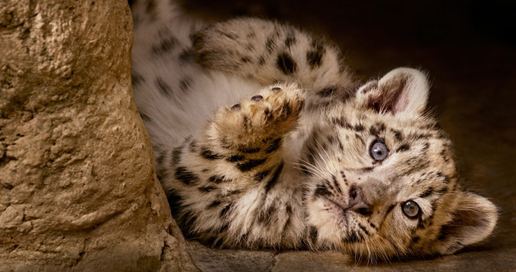 Born In China -Snow Leopard Cub