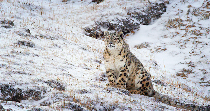 Born In China Snow Leopard Dawa