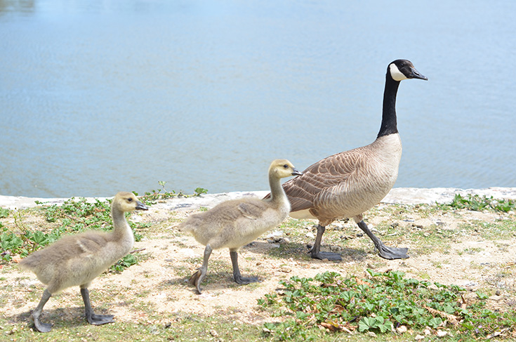 Canadian Goose Family - El Estero Park