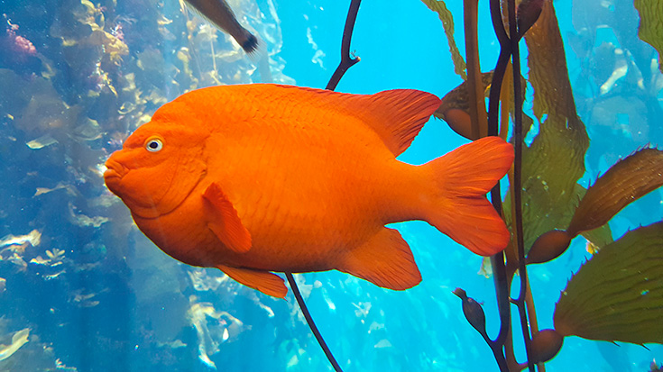 Monterey Bay Aquarium Fish