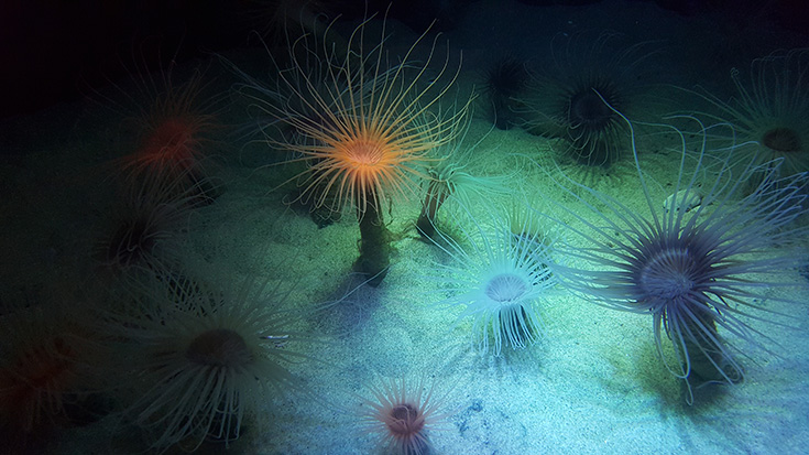 Monterey Bay Aquarium - Tube Anemone