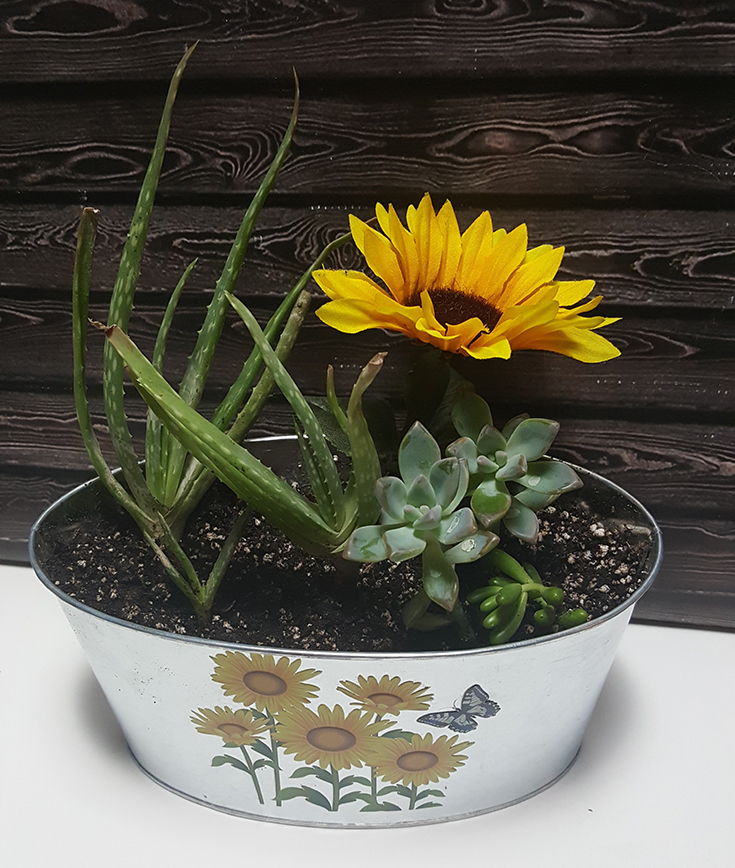 DIY Sunflower Succulent Aloe Vera Planter Idea