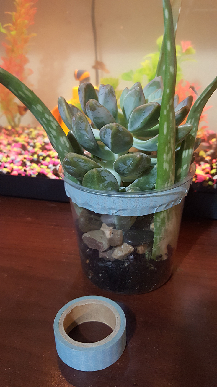 DIY Washi Tape Succulent Planter 