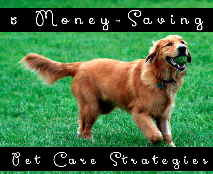 5 Money-Saving Pet Care Strategies