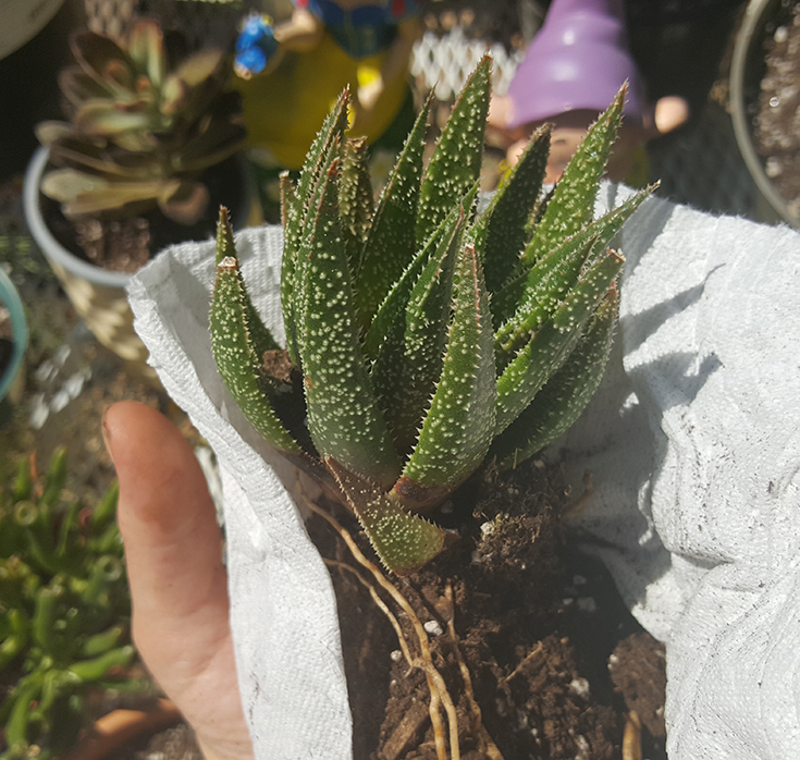 Aloe Twilight Zone Plant