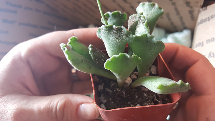 Adromischus cristatus "Key Lime Pie"