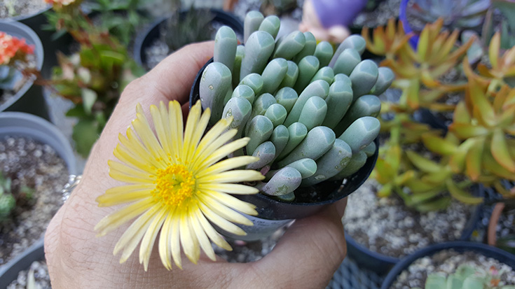  Fenestraria aka Baby Toes - Altman Plants