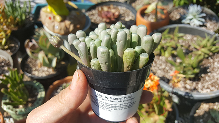 Baby Toes - Mimicry Plant - Altman Plants