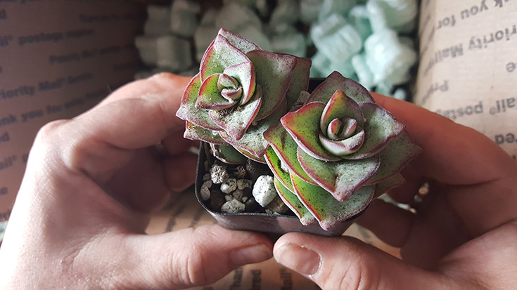 Crassula Perforata - String Of Buttons Succulent Plant