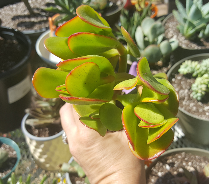 Crassula Ovata Sunset Jade Plant