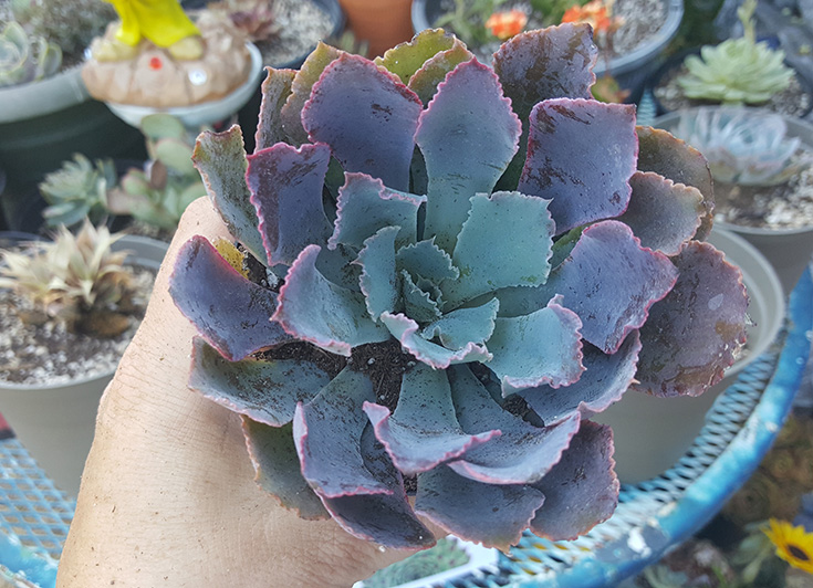 Echeveria Neon Breakers - Altman Plants