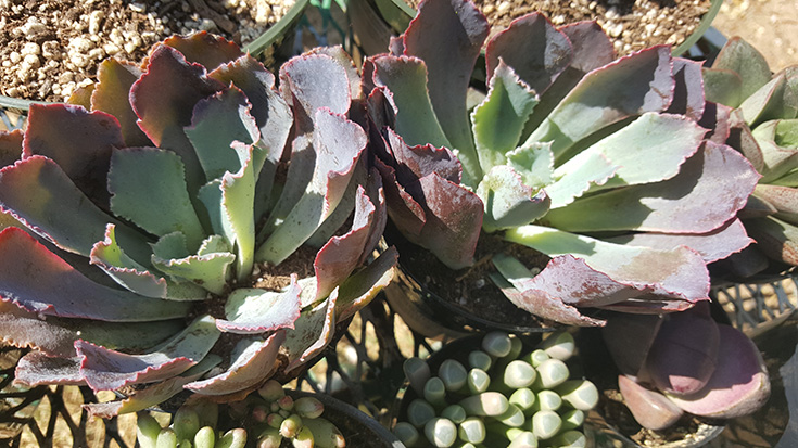 Echeveria Neon Breakers Succulents- Altman Plants