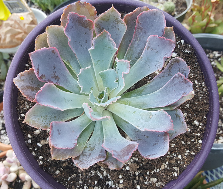 Echeveria Neon Breakers