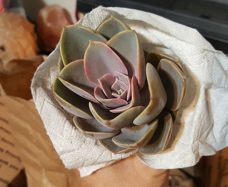 Echeveria Pearle Von Nurnberg