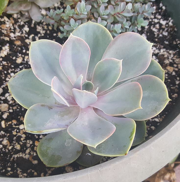 Echeveria Pearle Von Nurnberg