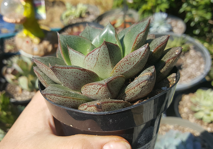 Echeveria purpusorum