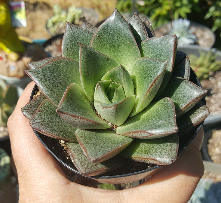 Echeveria Purpusorum - Altman Plants