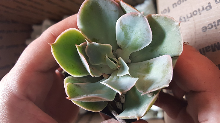 Echeveria Succulent Plant - The Succulent Source