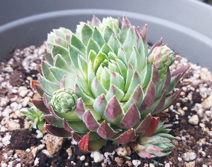 Jovibarba Bulgaria Succulent