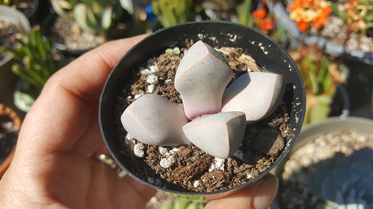 Lapidaria margaretae - Altman Plants