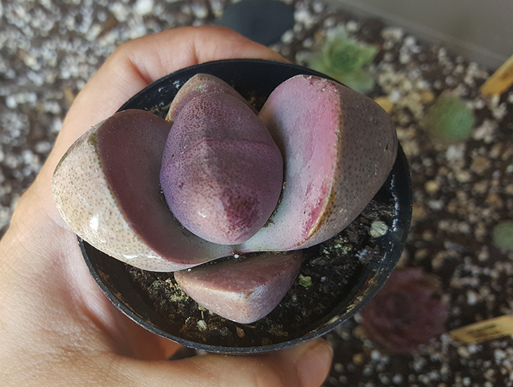 Pleiospilos nelii ‘Royal Flush’ “Purple Split Rock”