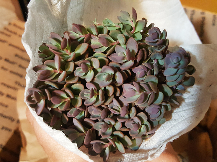 Sedum Isle of Sakhalin Plant