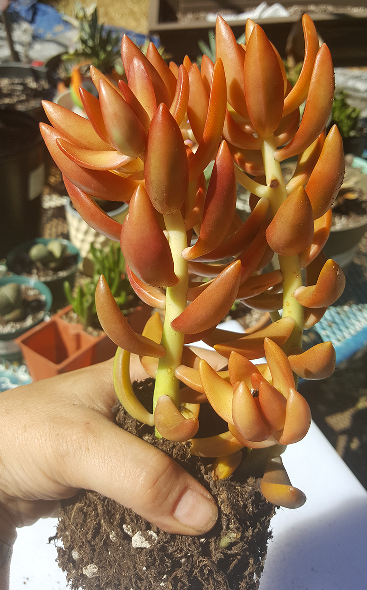 Nussbaumerianum Tender Sedum Plant