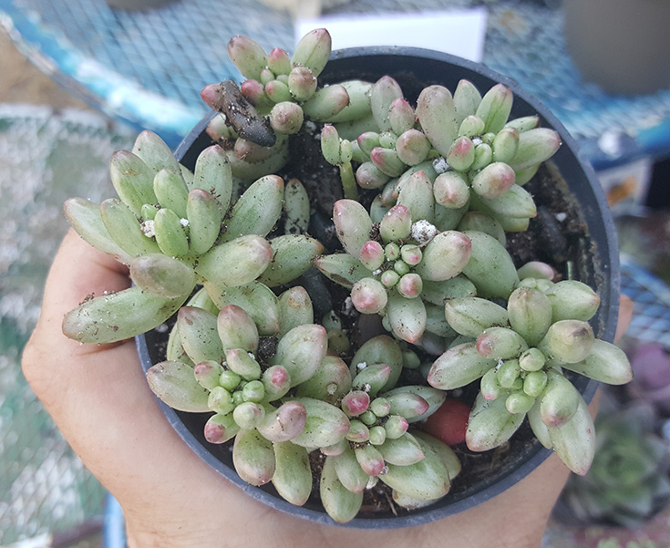 Sedum rubrotinctum 'Aurora'