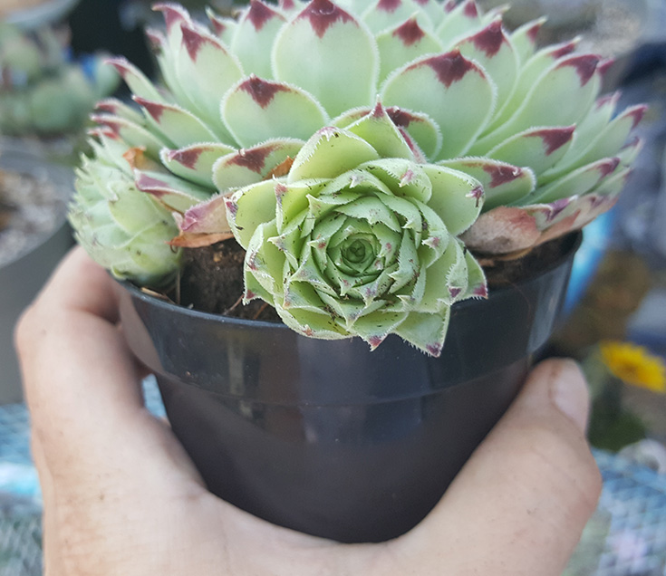 Sempervivum Calcareum “Hens and Chicks) 