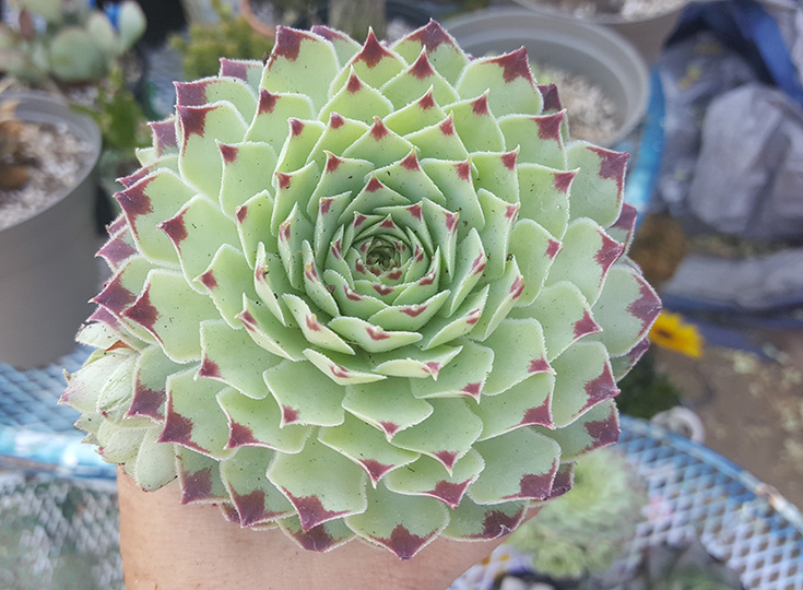 Sempervivum calcareum “Hens n’ Chicks”