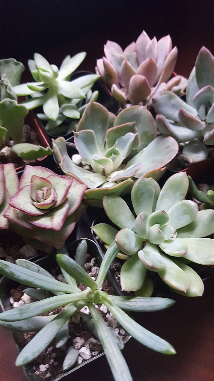 Succulent plants from The Succulent Source