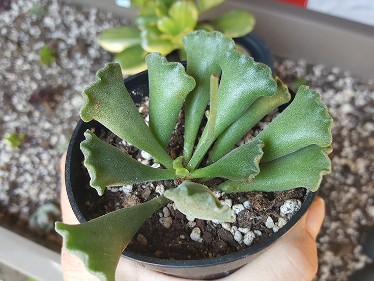 The Succulent Source - Adromischus Cristatus "Key Lime Pie"