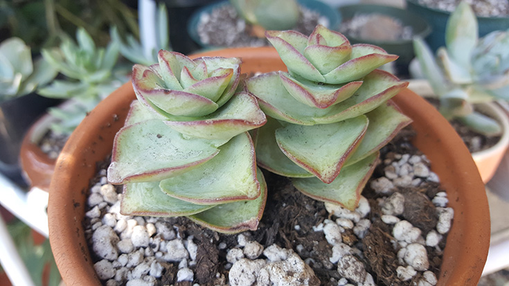 The Succulent Source - Crassula Perforata - String Of Buttons