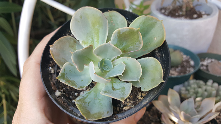 Echeveria Succulent Plant - The Succulent Source