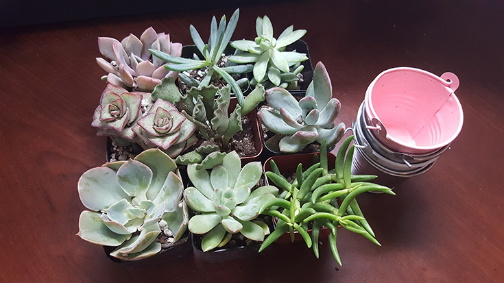 Succulents from The Succulent Source