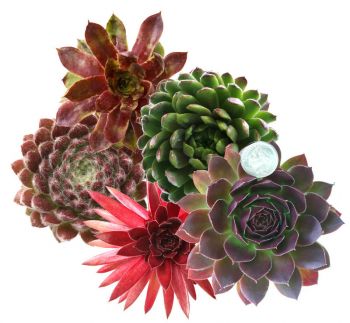 Youngs Garden Sempervivum 10 Pack Succulent Giveaway