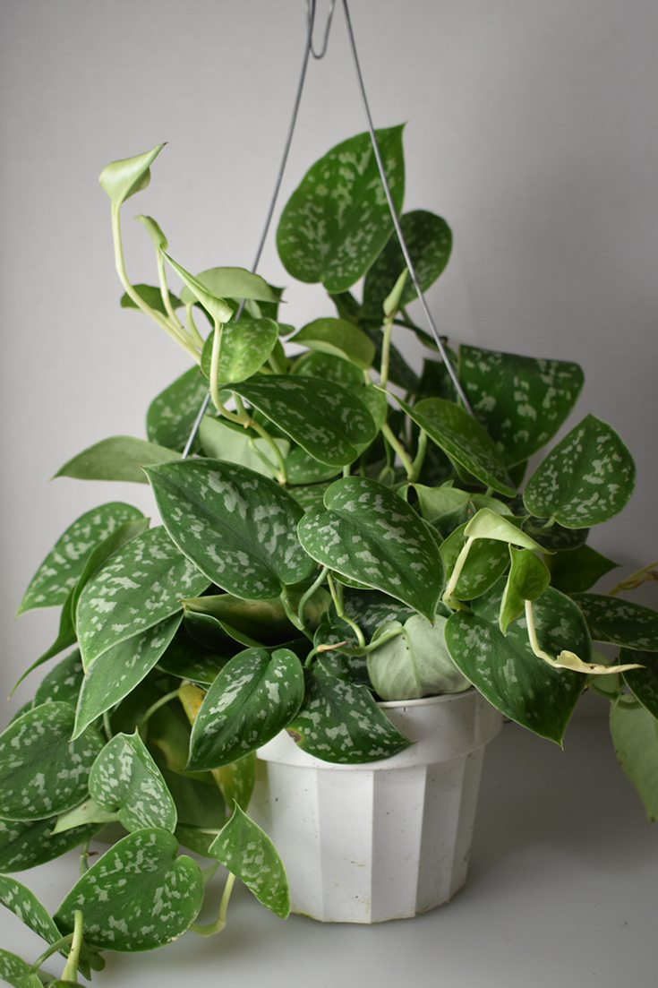 Pothos - House Plant Shop